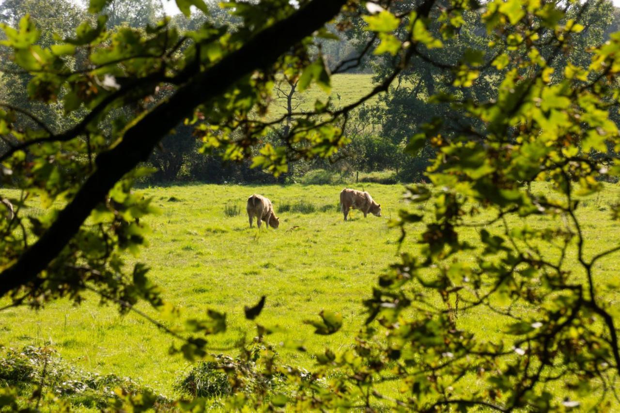 Millbrae Lodges Belfast Exteriör bild